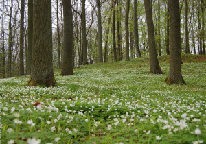 Przykładowe zdjęcie przedstawiające wiosenną aurę lasu